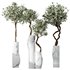 HQ Plants Mission Olive Tree Indoor Vase Set003 - Thumbnail 1