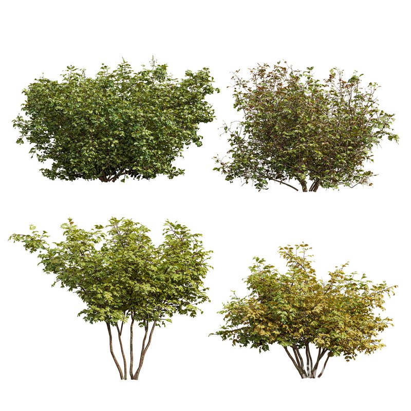 Cornus sanguinea Image 1