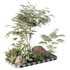 HQ Tree and bush garden box outdoor VOL 14 - Thumbnail 1
