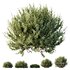 HQ Plants Montra Olive Bush Version10 - Thumbnail 1