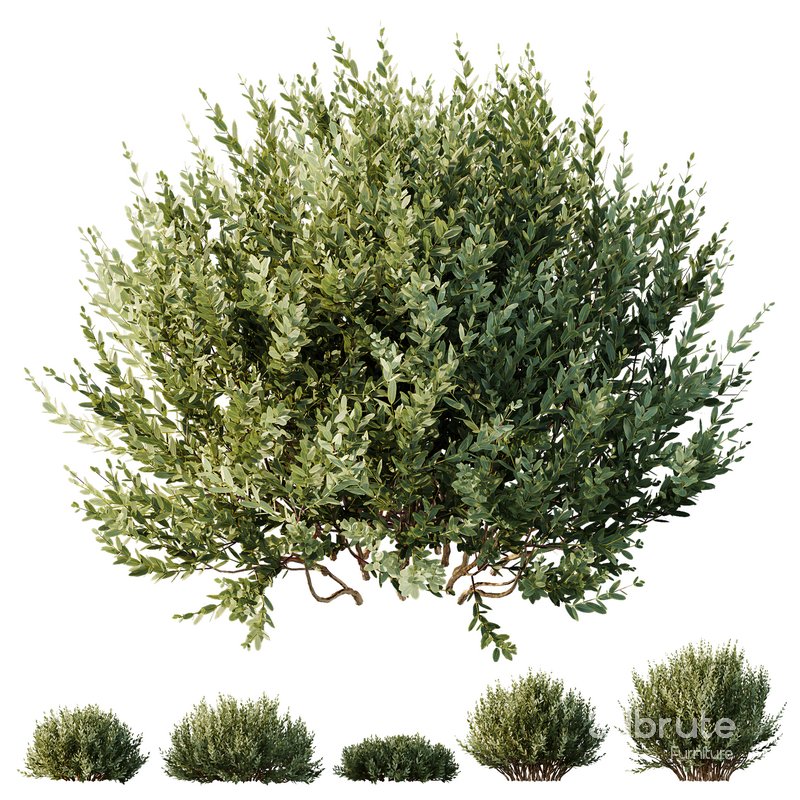HQ Plants Montra Olive Bush Version10 Image 1