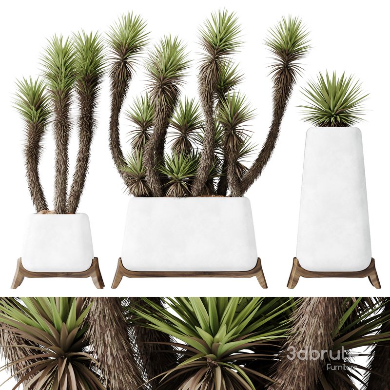 HQ Plants Yucca Elephantipes Valida Vase Set01 Image 1