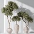 Plants Mission Olive Tree Indoor Vase Set006 - Thumbnail 1