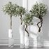 HQ Plants Mission Olive Tree Indoor Vase Set003 - Thumbnail 2