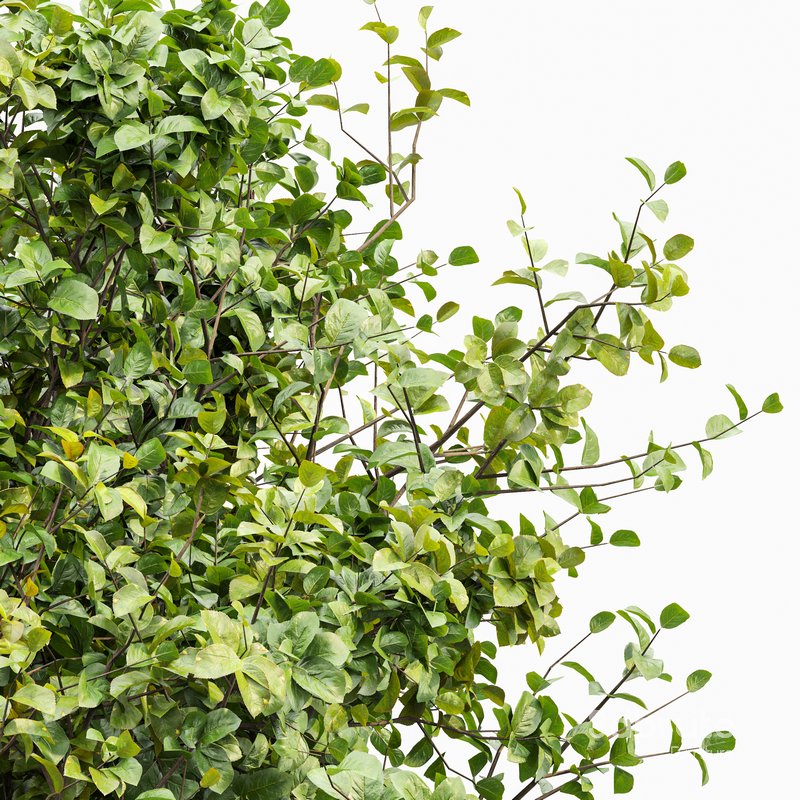 Bush Leaf 4 trees Image 2