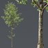 Fagus Sylvatica and Alnus Glutinosa - Thumbnail 3