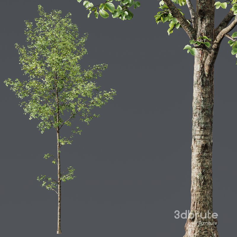 Fagus Sylvatica and Alnus Glutinosa Image 3