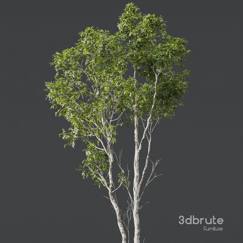 Betula Pendula and Castanea Sativa Image 2