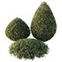 HQ Plants Montra Olive Bush Version5 - Thumbnail 2