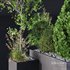HQ Tree and bush garden box outdoor VOL 05 - Thumbnail 3