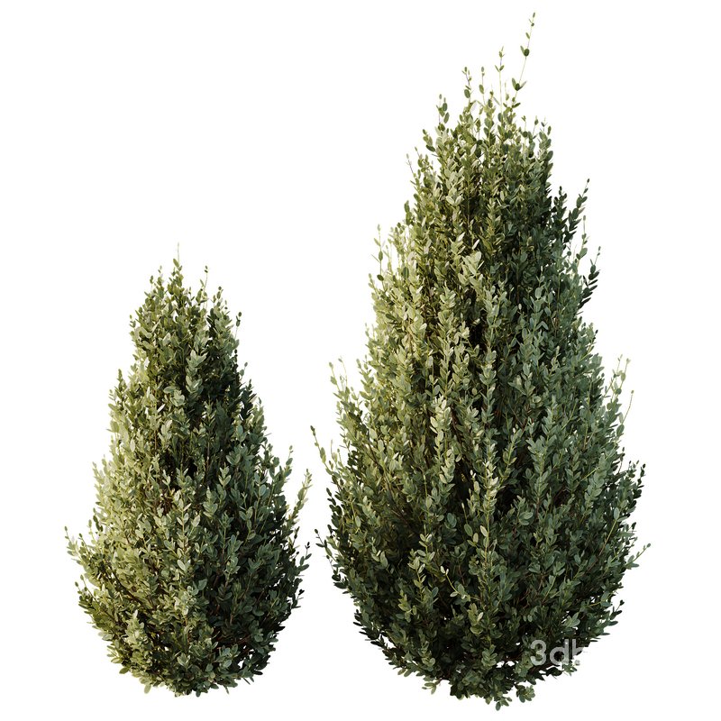 HQ Plants Montra Olive Bush Version8 Image 2