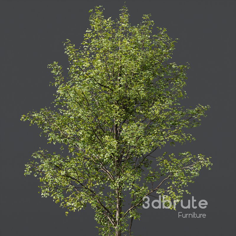 Castanea Sativa and Alnus Glutinosa Image 3