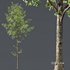 Alnus glutinosa - Thumbnail 2