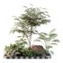 HQ Tree and bush garden box outdoor VOL 14 - Thumbnail 2