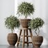 Plants Mission Olive Tree Indoor Vase Set004 - Thumbnail 1