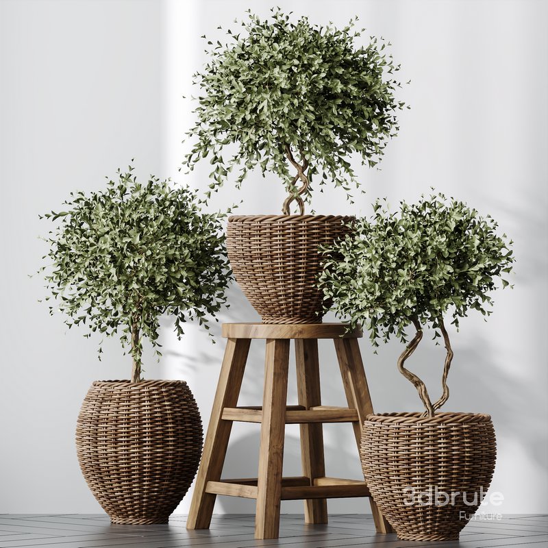Plants Mission Olive Tree Indoor Vase Set004 Image 1