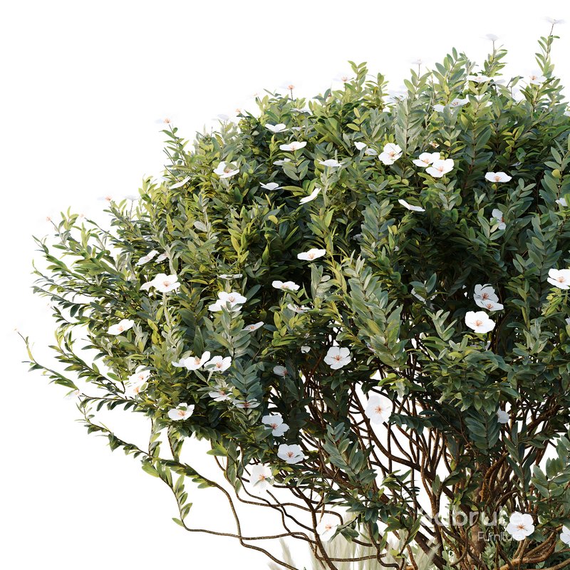 HQ Tree and bush garden box outdoor VOL 21 Image 3