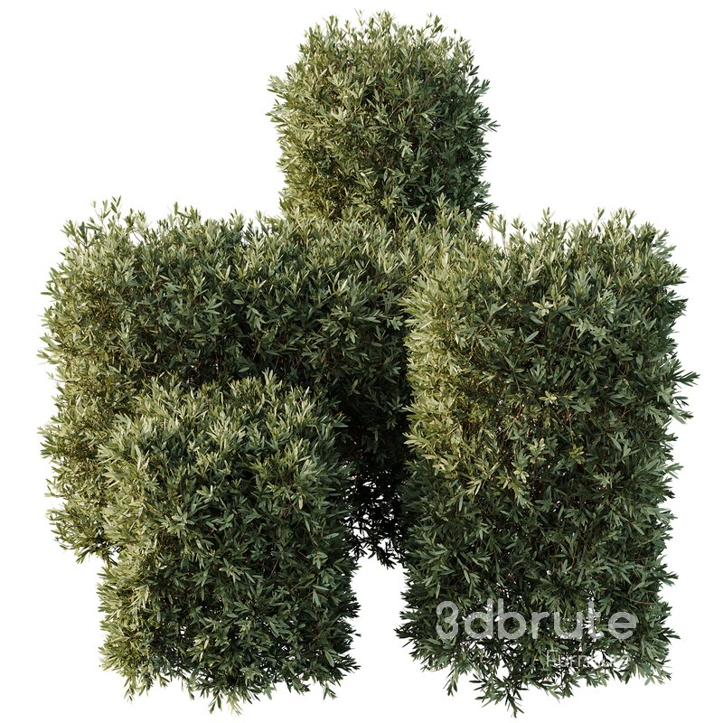 HQ Plants Montra Olive Bush Version4 Image 2