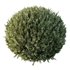 HQ Plants Montra Olive Bush - Thumbnail 3