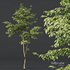 Carpinus Betulus - Thumbnail 4