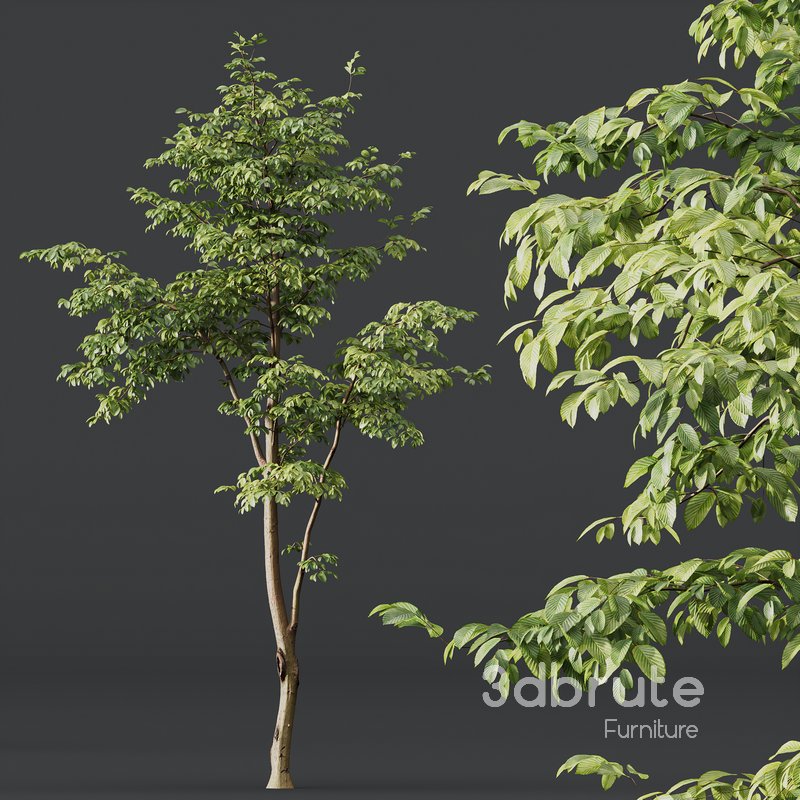 Carpinus Betulus Image 4