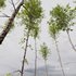 Betula Pendula - Thumbnail 2