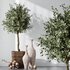 HQ Plants Mission Olive Tree Indoor Vase Set005 - Thumbnail 1