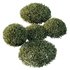 HQ Plants Montra Olive Bush Version3 - Thumbnail 3