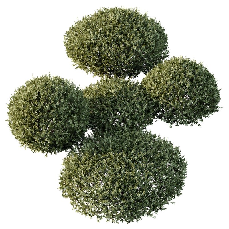 HQ Plants Montra Olive Bush Version3 Image 3