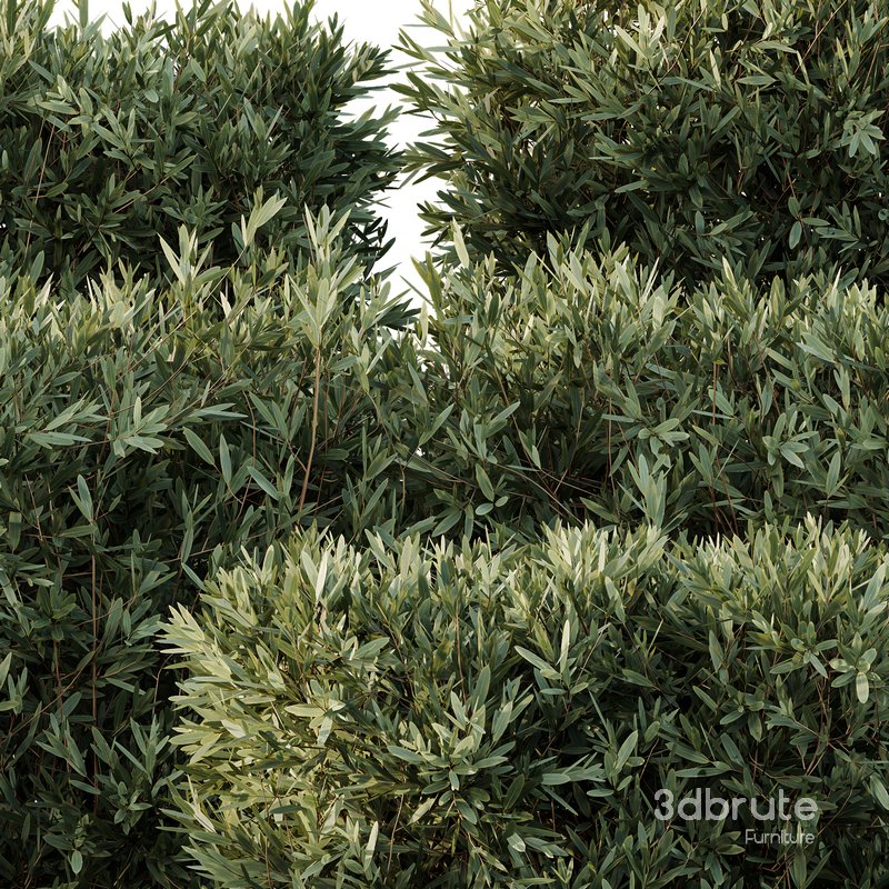 Montra Olive Bush02 Image 4