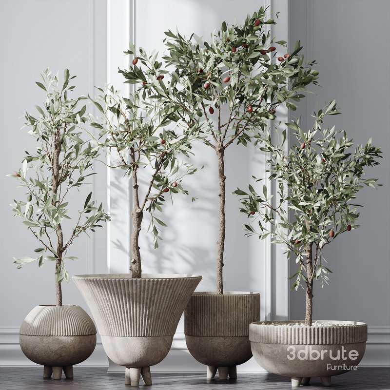 HQ Plants Mission Olive Tree Indoor Vase Set001 Image 4