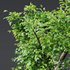 Carpinus Betulus and Celtis Australis - Thumbnail 2