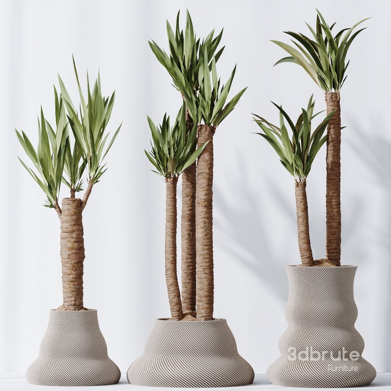 Plants Yucca Elephantipes Gigantea Vase Set02 Image 3