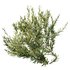 HQ Plants Montra Olive Bush Version1 - Thumbnail 2