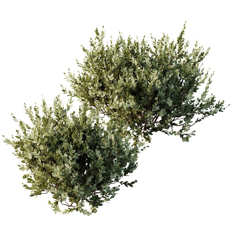 HQ Plants Montra Olive Bush Version9 Image 2