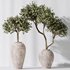 Plants Mission Olive Tree Indoor Vase Set006 - Thumbnail 2