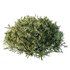 Montra Olive Bush - Thumbnail 2
