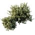 HQ Plants Montra Olive Bush Version9 - Thumbnail 3