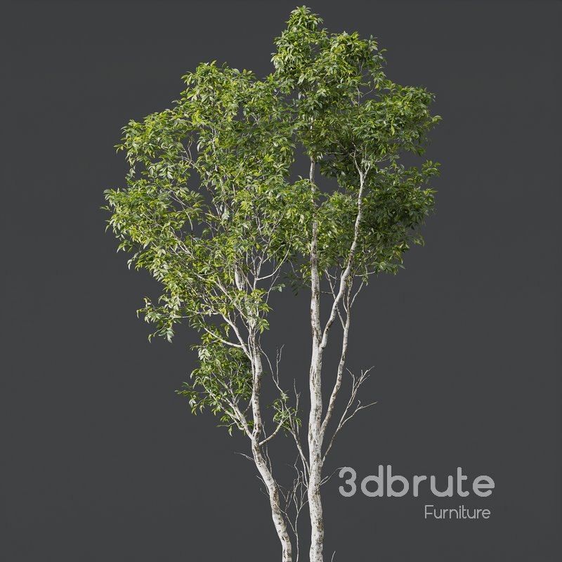 Castanea Sativa and Alnus Glutinosa Image 2