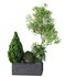 HQ Tree and bush garden box outdoor VOL 05 - Thumbnail 2