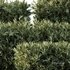 HQ Plants Montra Olive Bush Version4 - Thumbnail 3