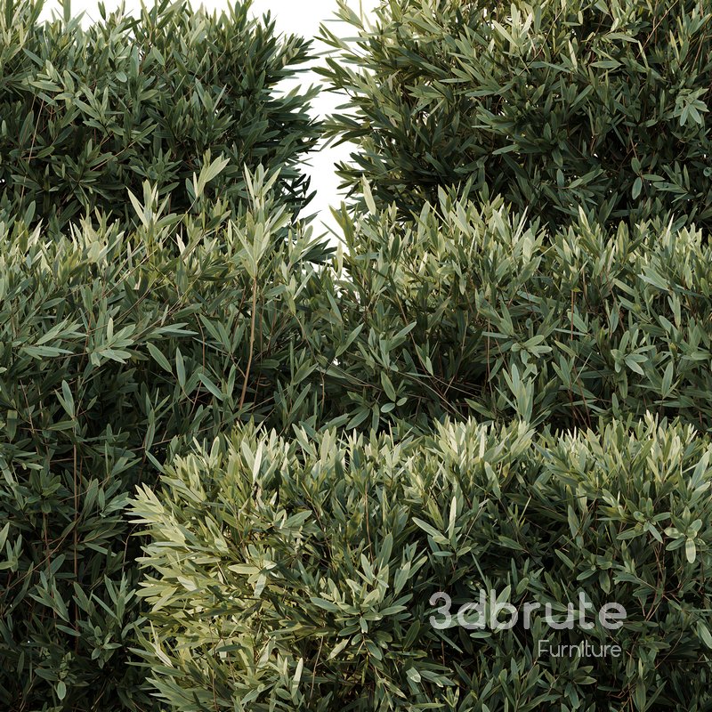 HQ Plants Montra Olive Bush Version4 Image 3