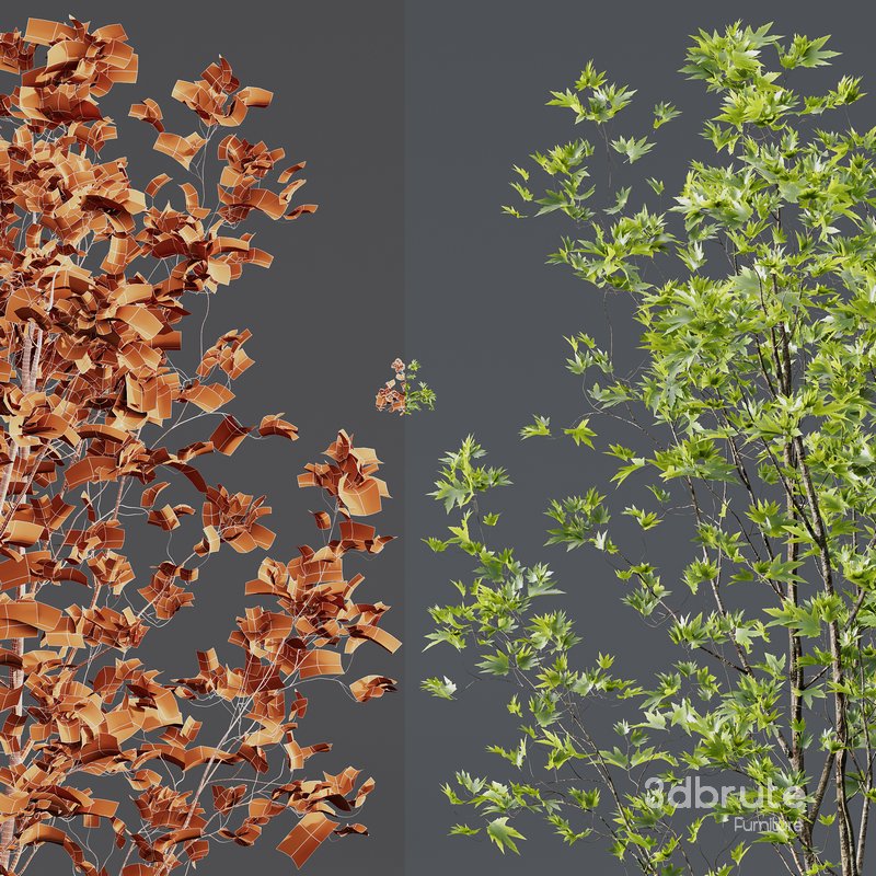 Betula Pendula Image 3