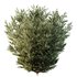 HQ Plants Montra Olive Bush Version6 - Thumbnail 5