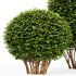 HQ Dwarf Yaupon Holly Spherical Cone Spherical Box hedge - Thumbnail 3