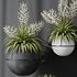 HQ Plants Yucca Elephantipes Rupicola Vase Set01 - Thumbnail 2