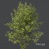 Alnus Glutinosa-3 trees - Thumbnail 2