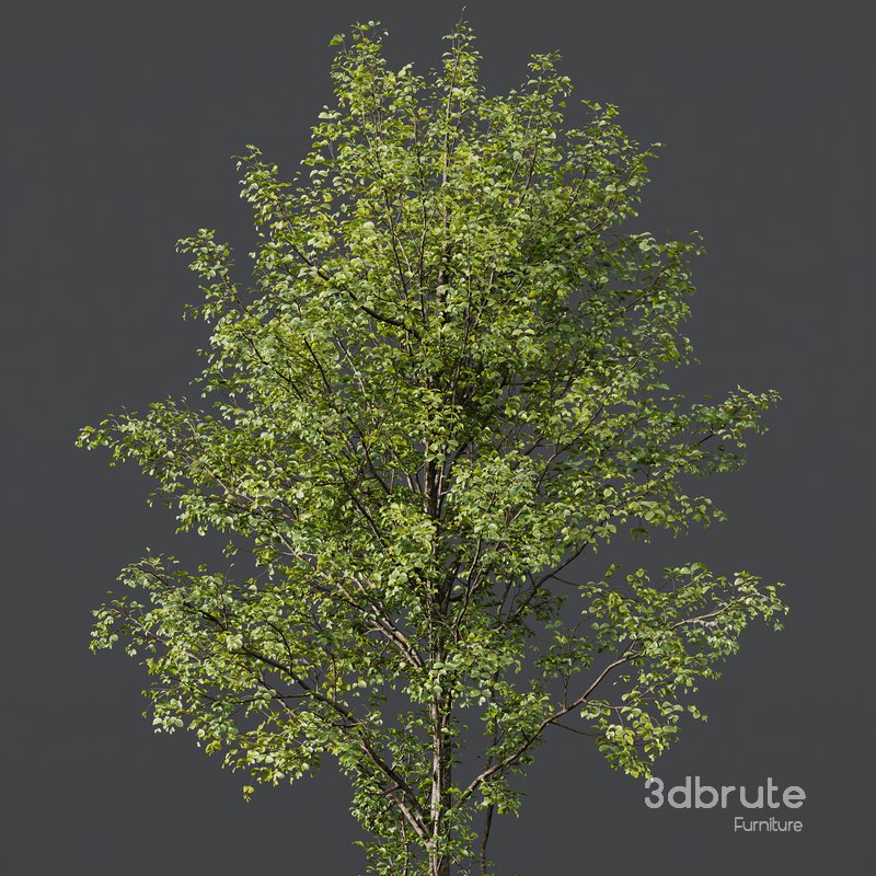 Alnus Glutinosa-3 trees Image 2