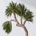 Plants Yucca Elephantipes Gigantea Vase Set01 - Thumbnail 4