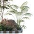 HQ Tree and bush garden box outdoor VOL 14 - Thumbnail 3